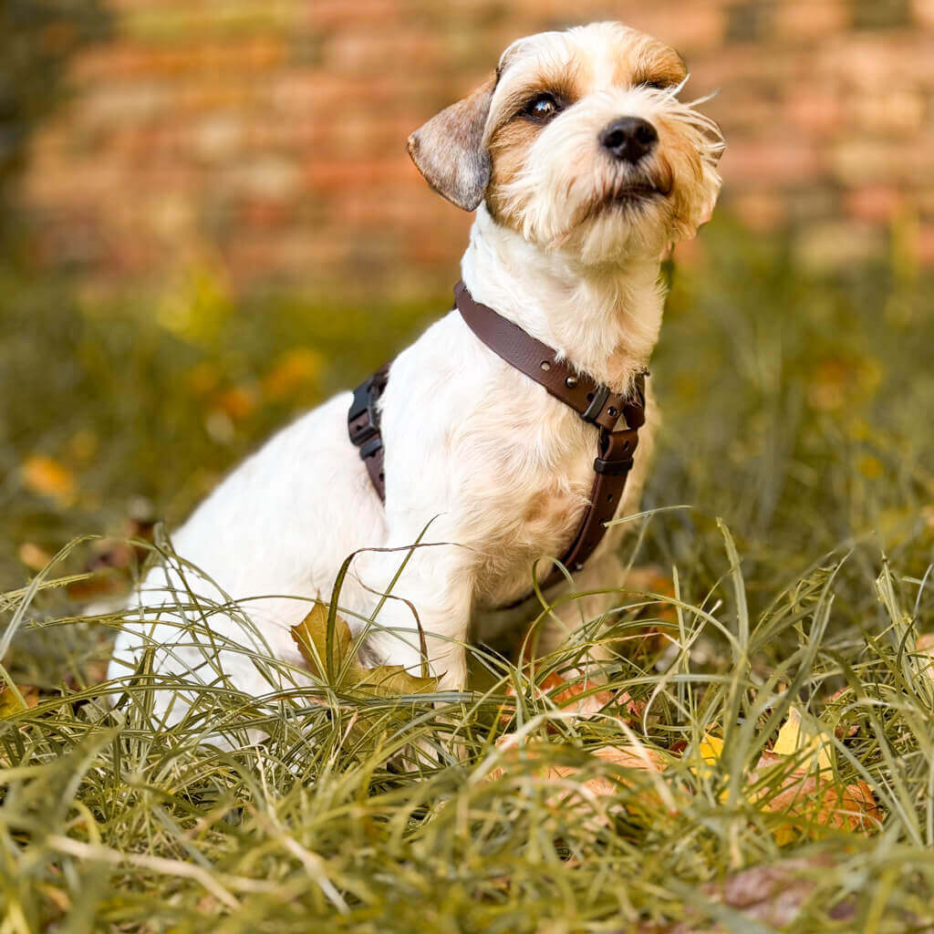 Canine Quest — anatoomilise disainiga Biothane koeratraksid