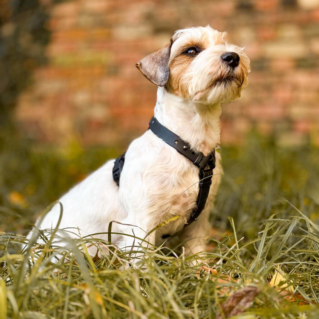 Canine Quest — anatoomilise disainiga Biothane koeratraksid