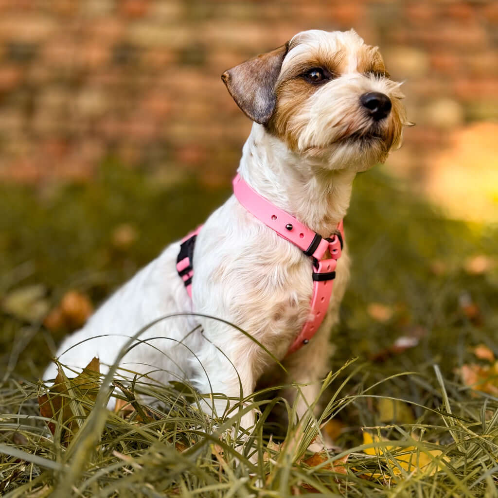 Canine Quest — anatoomilise disainiga Biothane koeratraksid