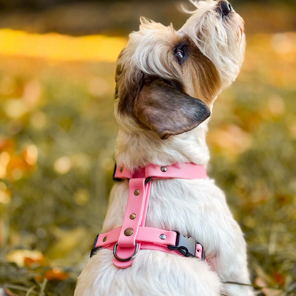 Canine Quest — anatoomilise disainiga Biothane koeratraksid