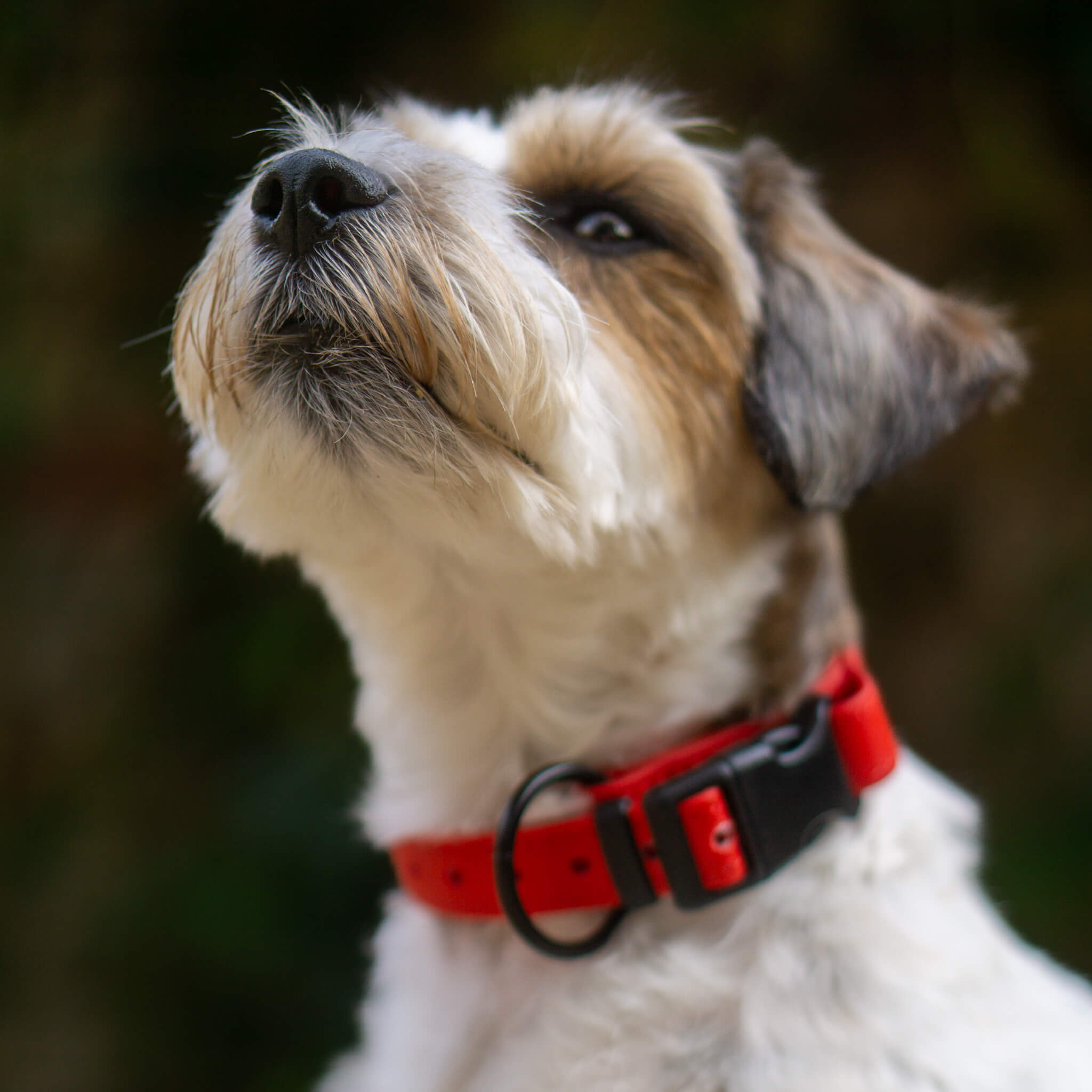 Biothane kakla siksna suņiem