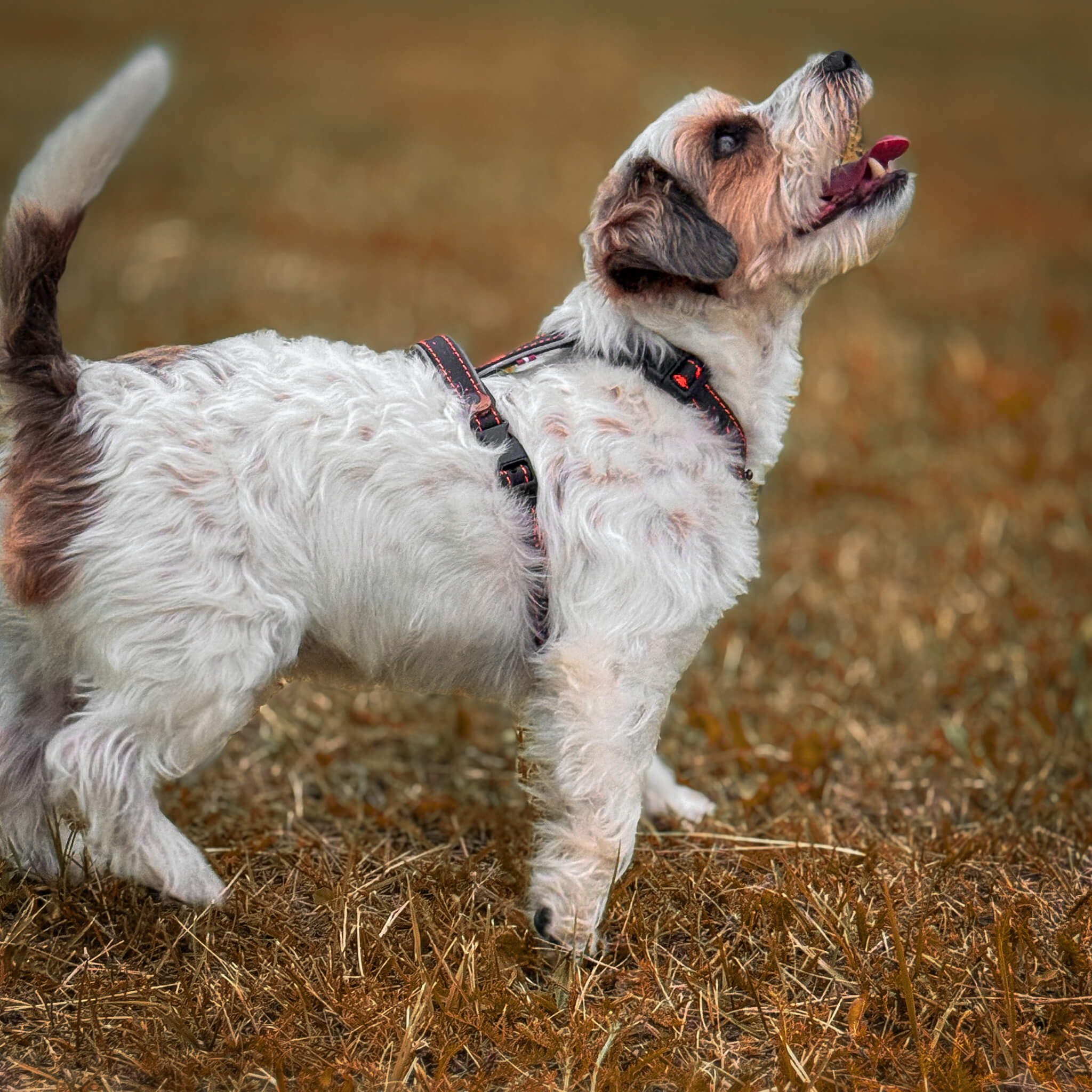 EasyFit Dog Harness – Lightweight, Reflective and Comfortable