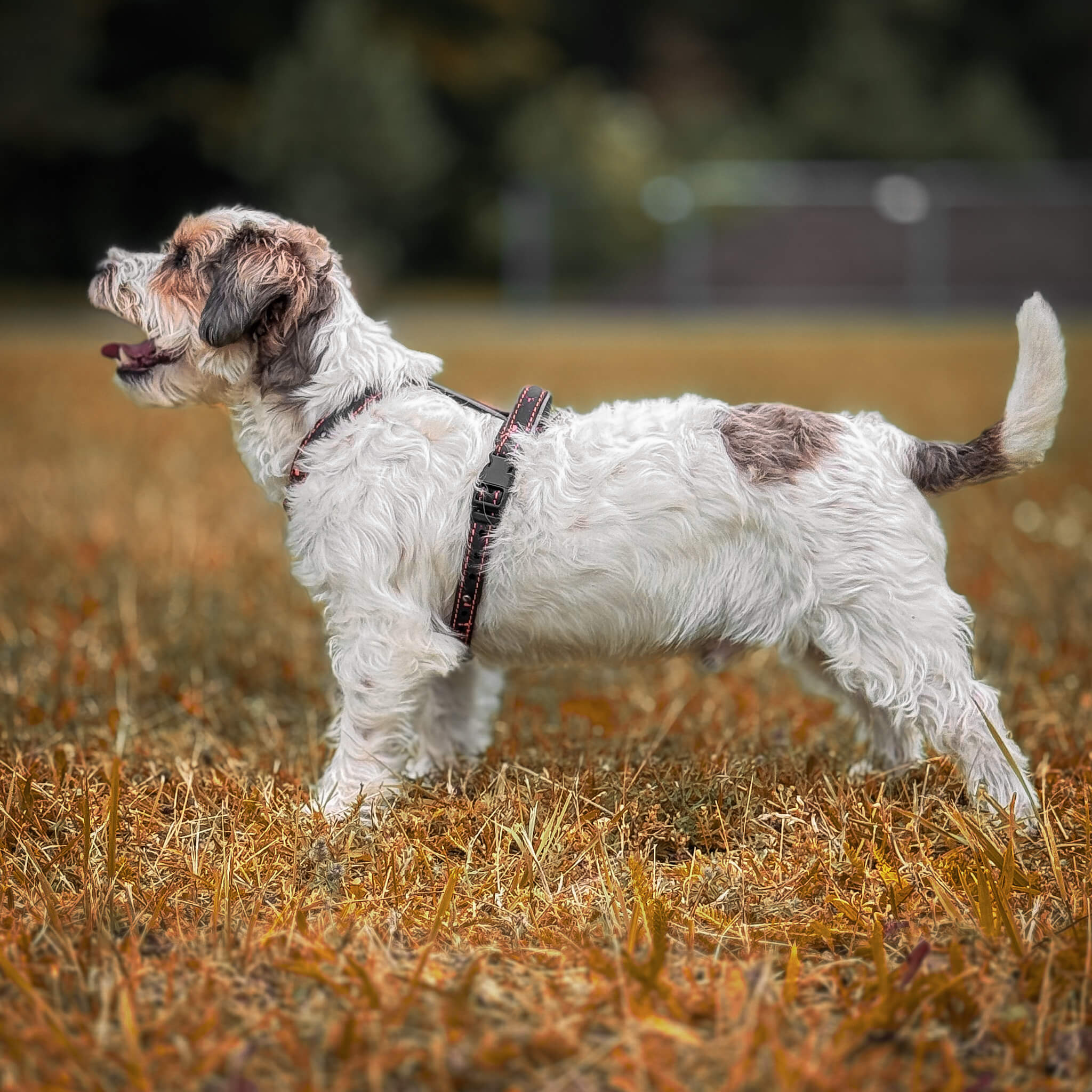 EasyFit Dog Harness – Lightweight, Reflective and Comfortable