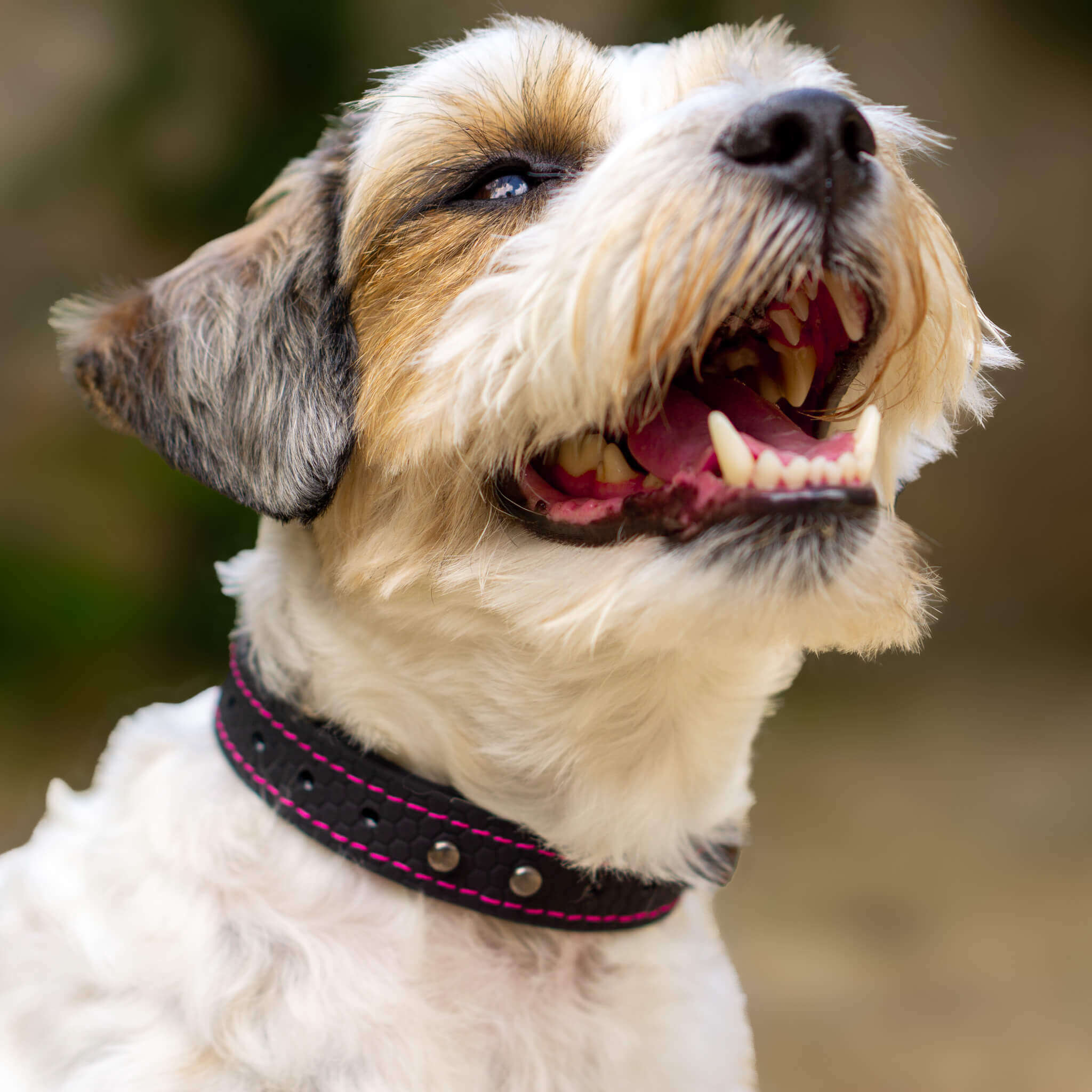 EasyFit waterproof collar for dogs