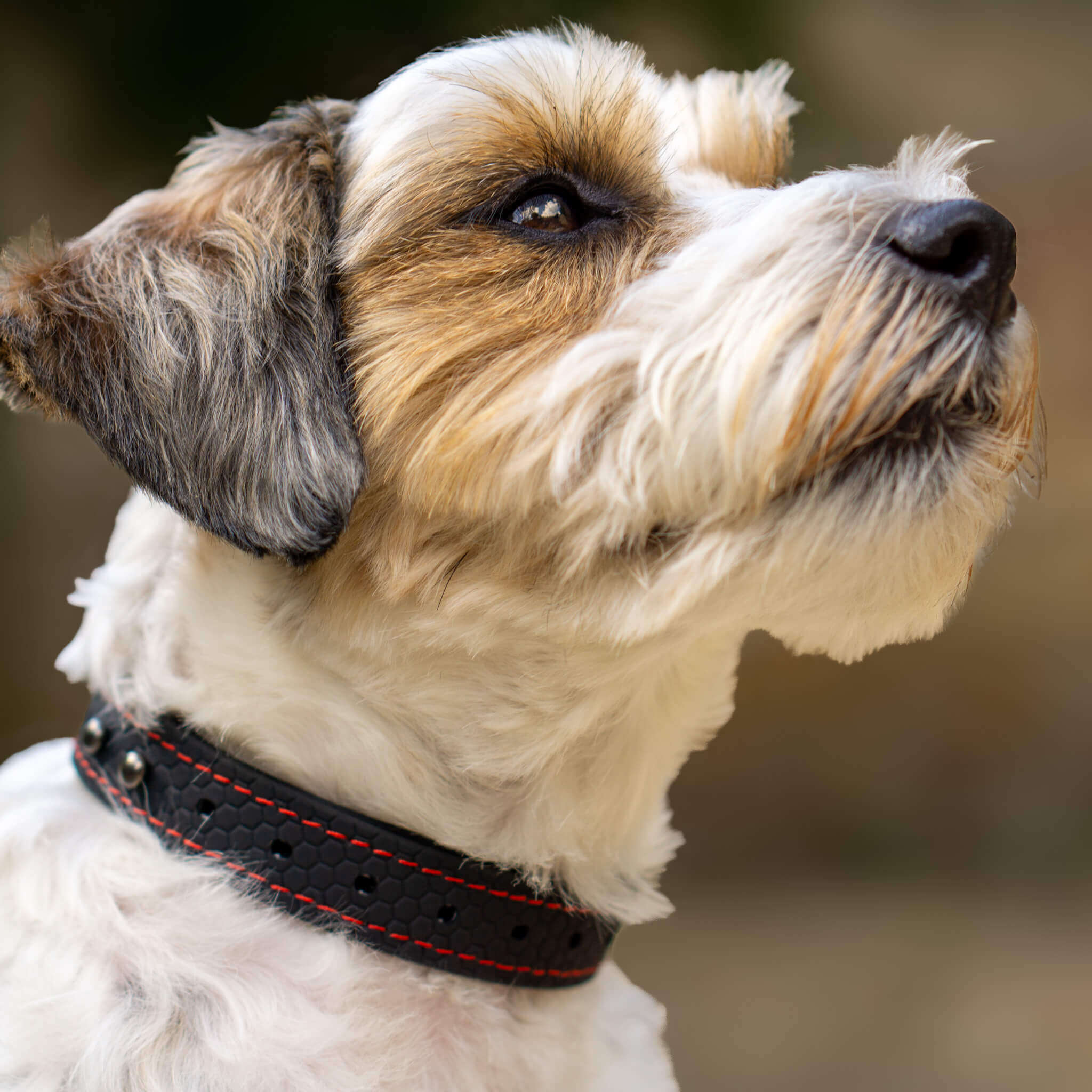 EasyFit waterproof collar for dogs