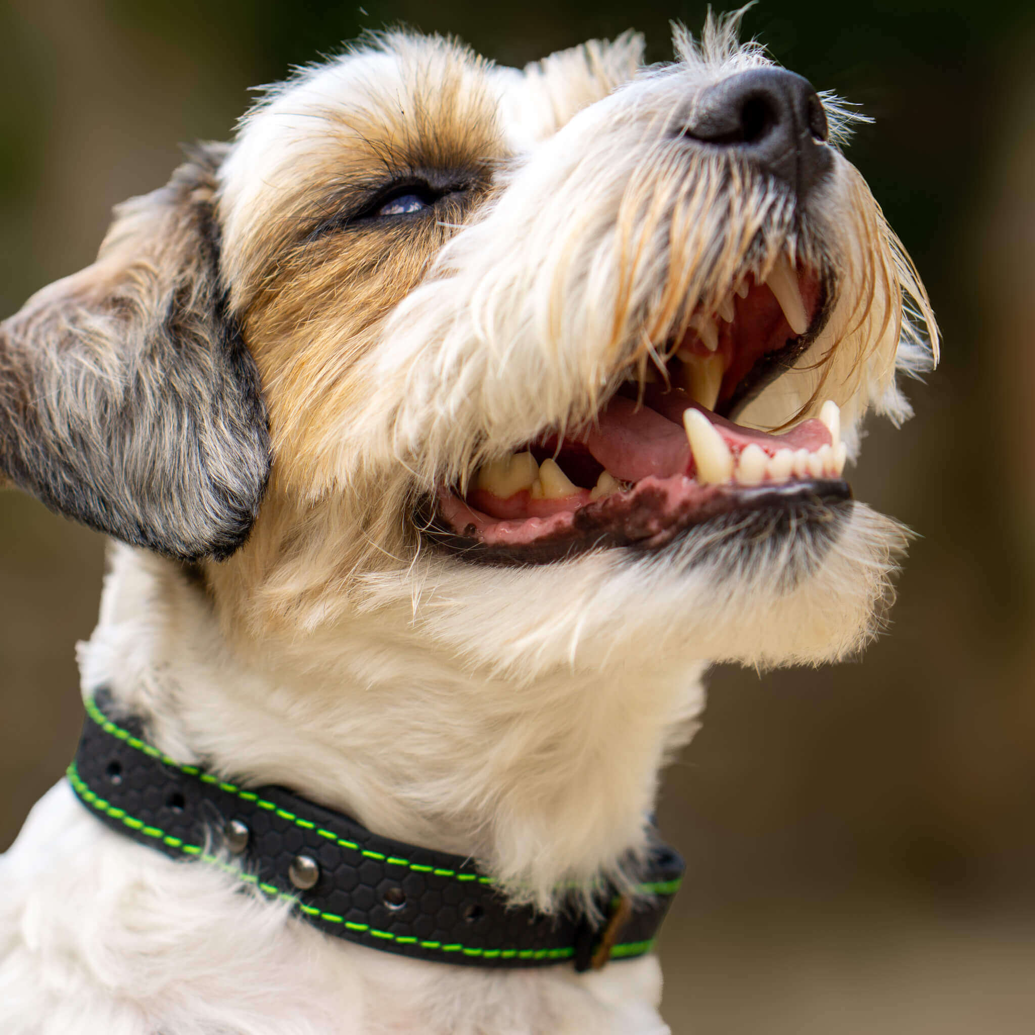 EasyFit waterproof collar for dogs