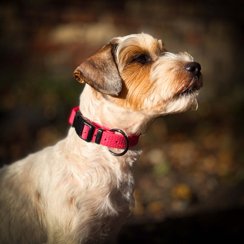 Hexa veekindel kaelarihm koertele