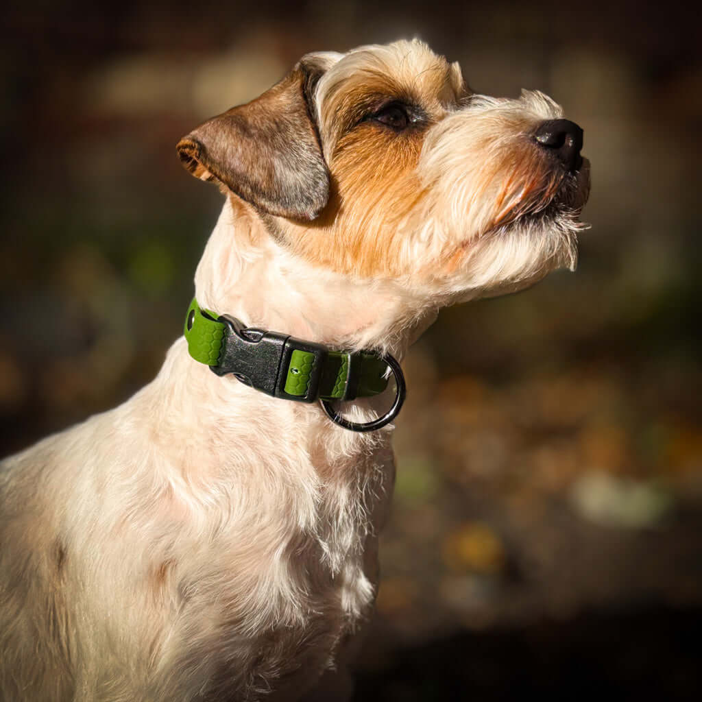 Hexa veekindel kaelarihm koertele