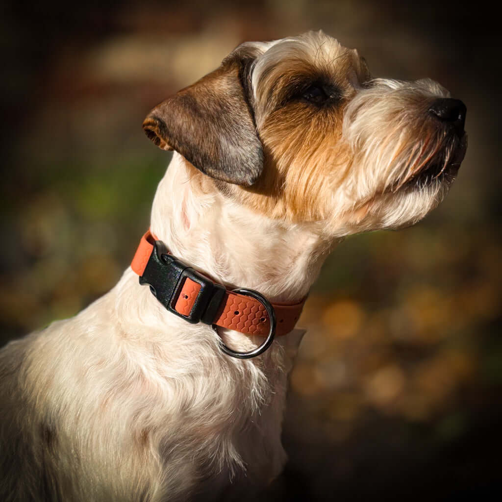 Hexa veekindel kaelarihm koertele