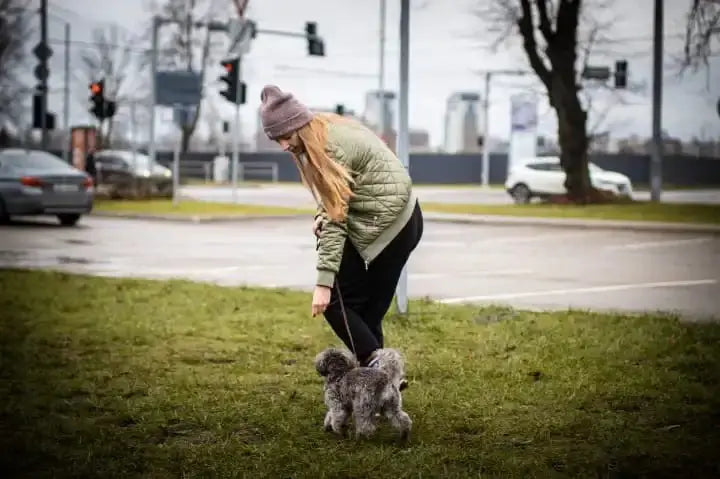 Kad sākt suņu apmācību? - ObiDog