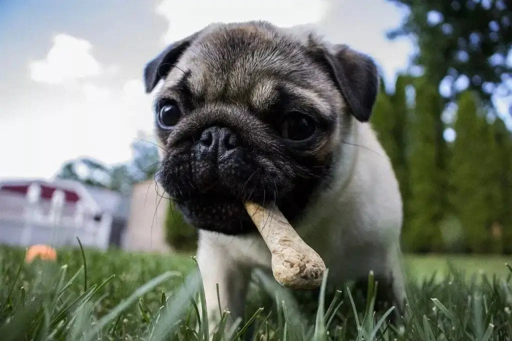 Kādus kārumus var ņemt līdzi uz nodarbībām! - ObiDog