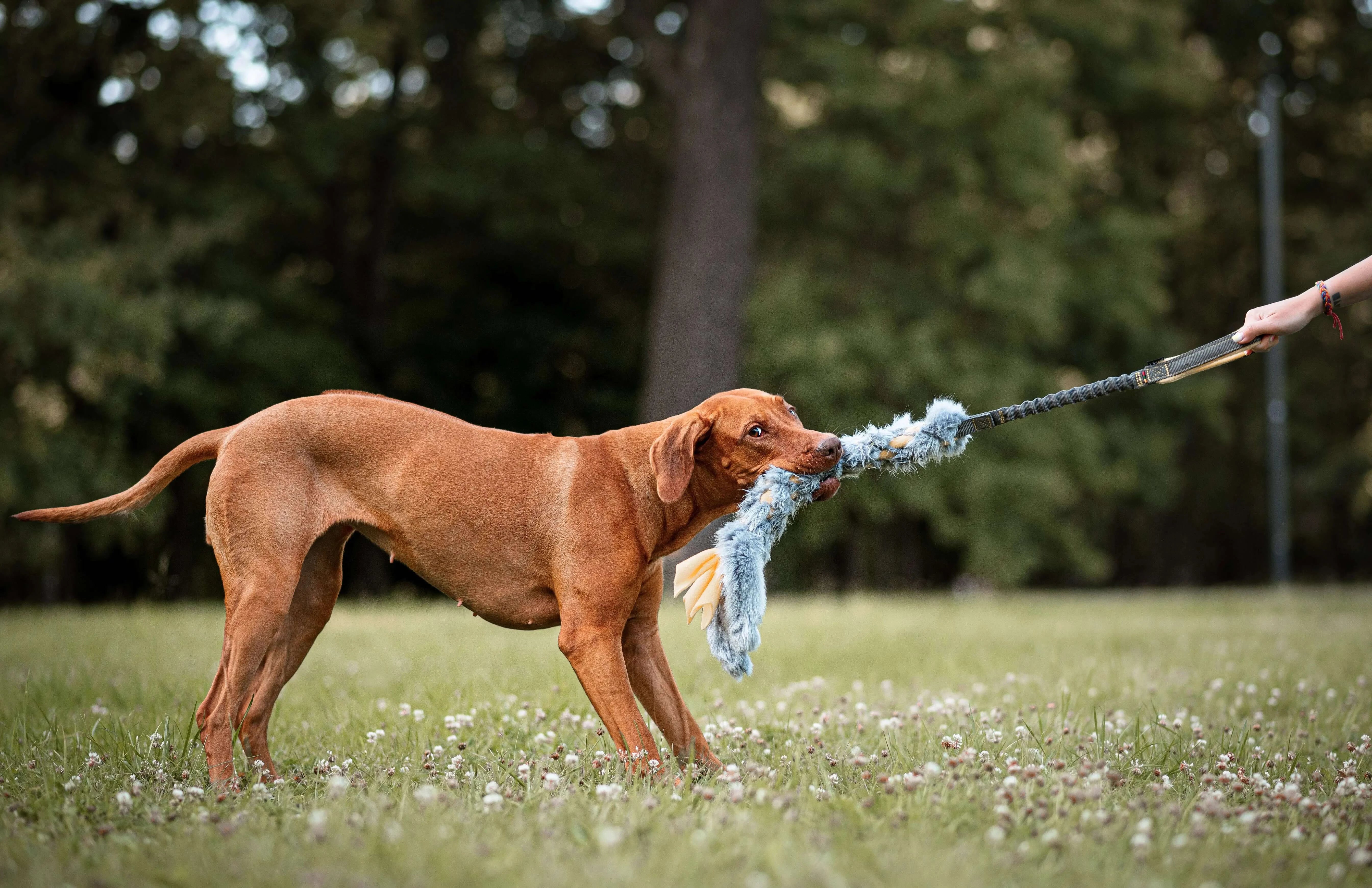 The damping toy of artificial fur for dogs