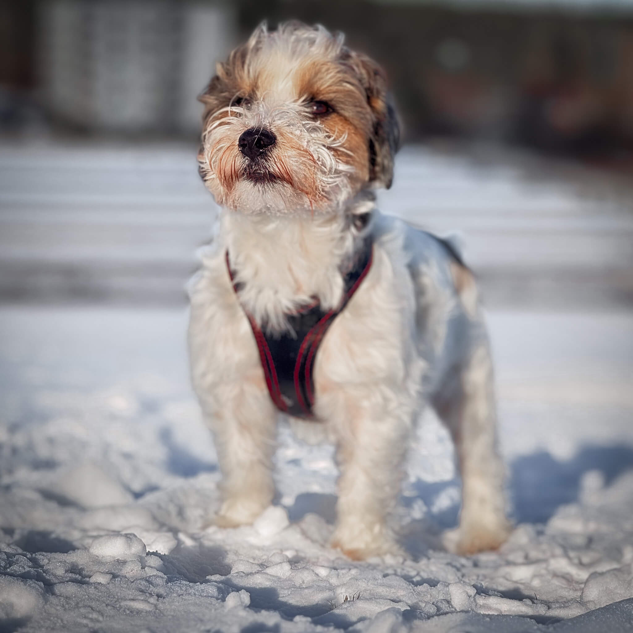 Obi-luxe leather dog harness