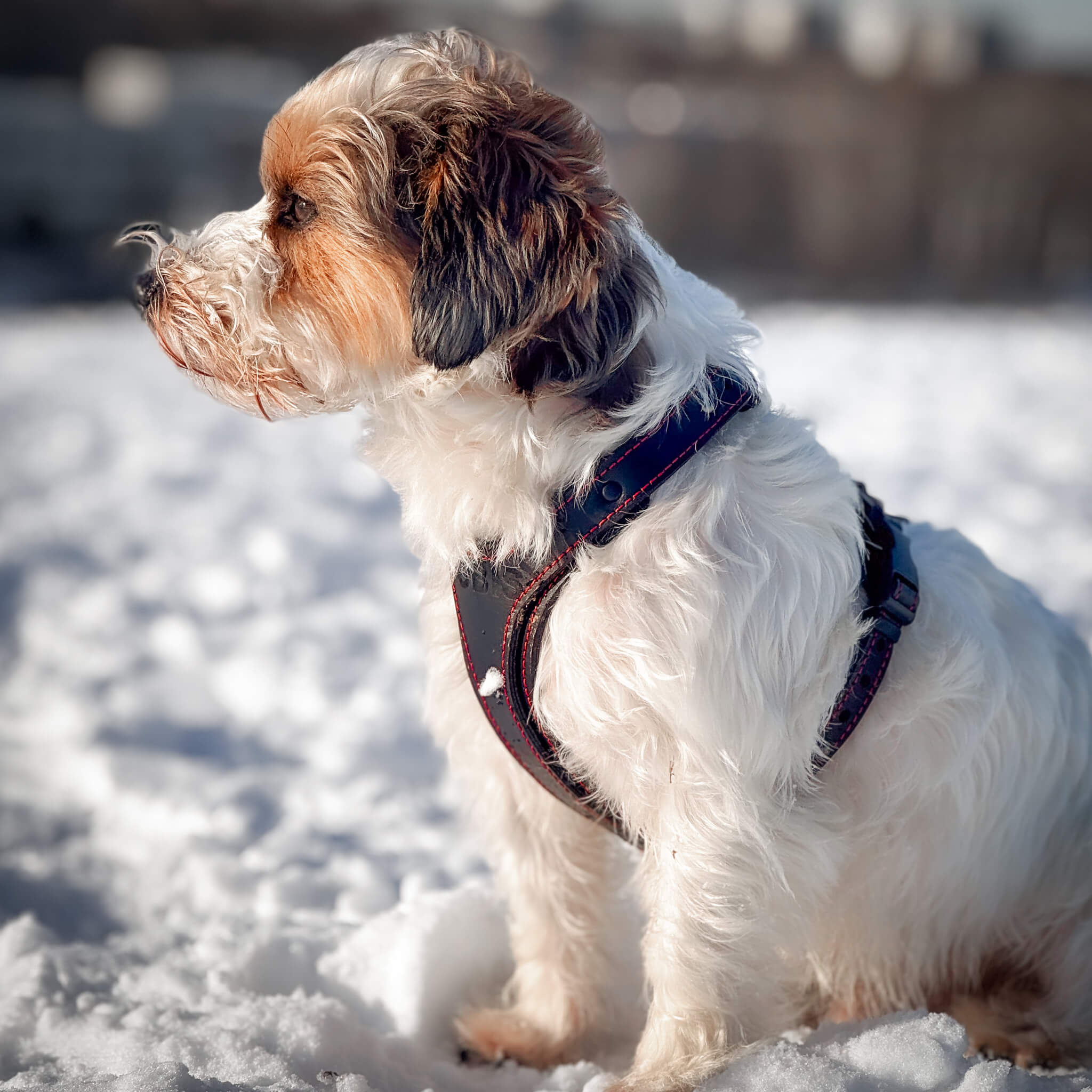 Obi-luxe leather dog harness