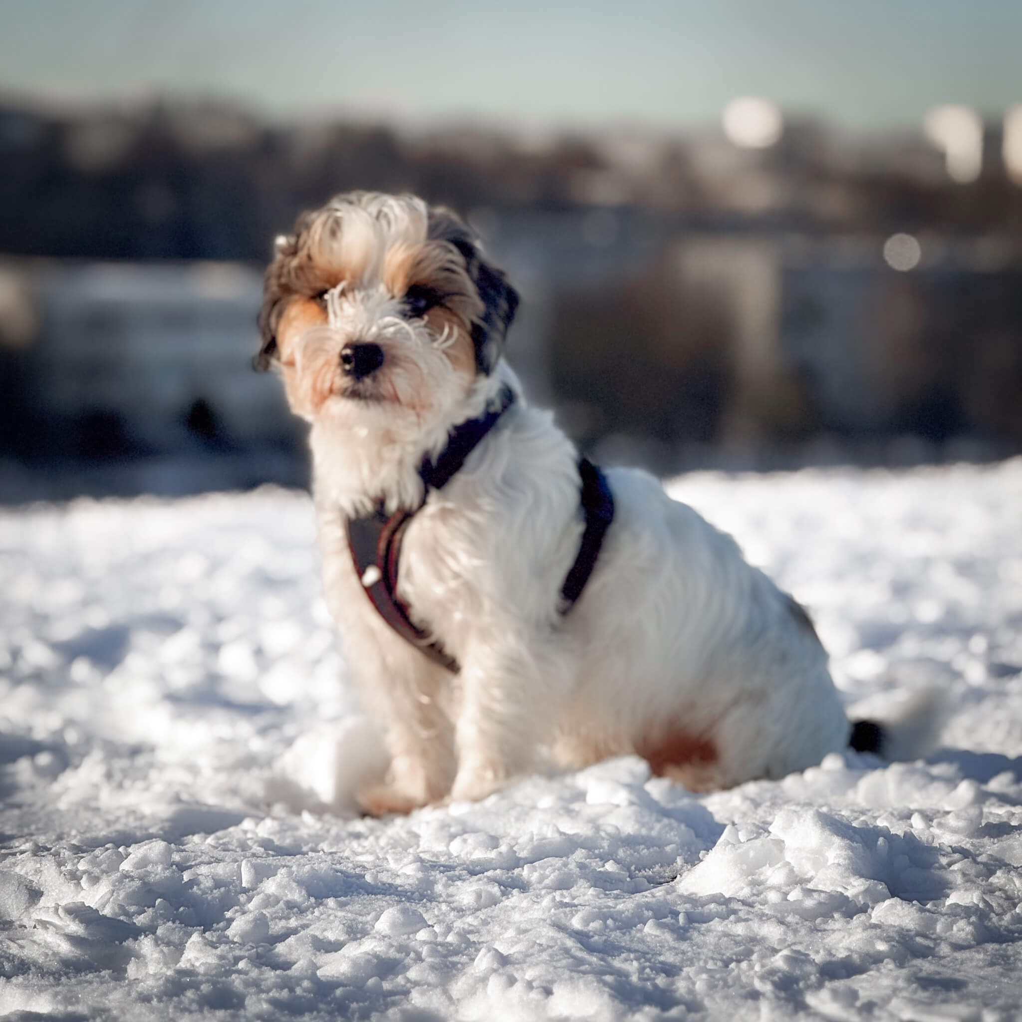 Obi-luxe leather dog harness