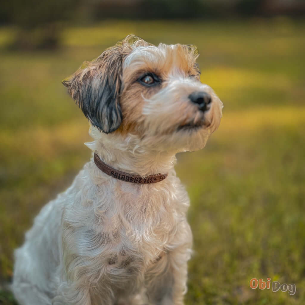 Small dog sitting outdoors wearing a personalized leather collar, providing safety and comfort during walks.