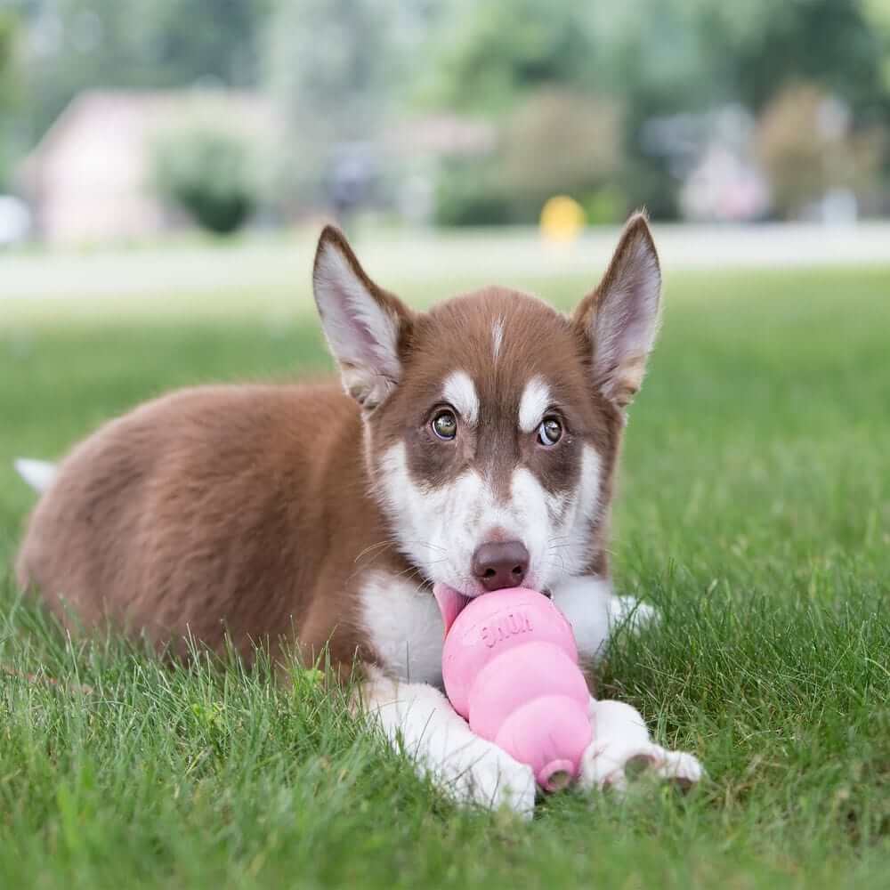 Kong puppy rugs toy